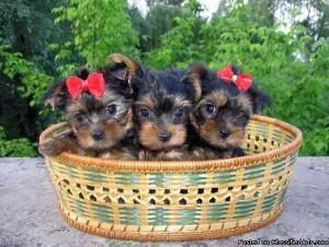 Healthy Yorkie Pups