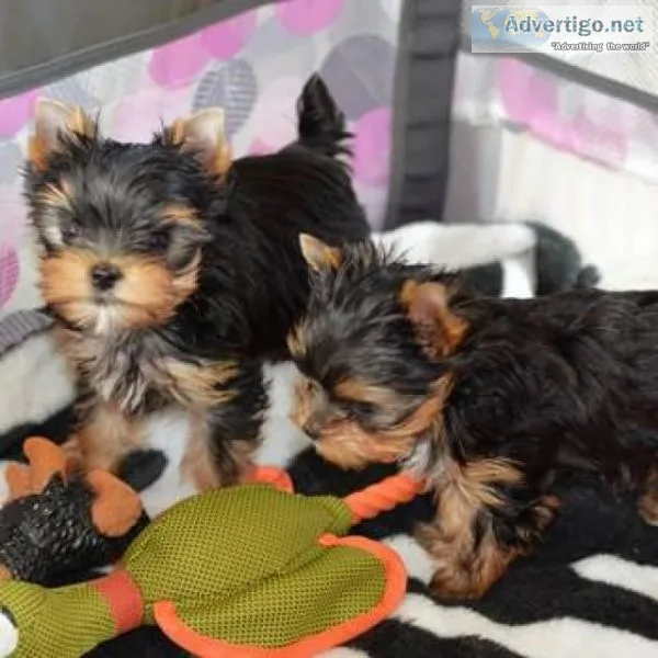 Super Cute Teacup Yorkie Puppies