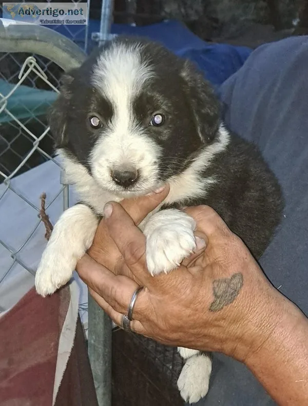 mini aussie border collie cross