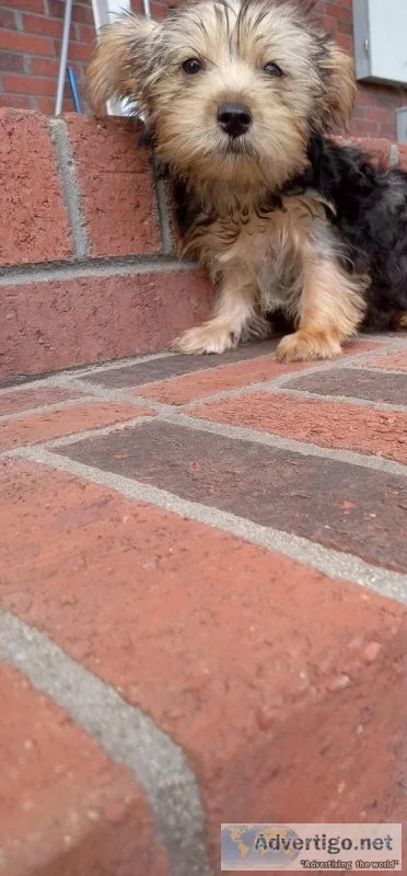 Teacup yorkie