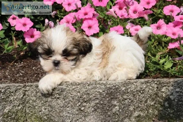 Brownie Male ACA Shihtzu