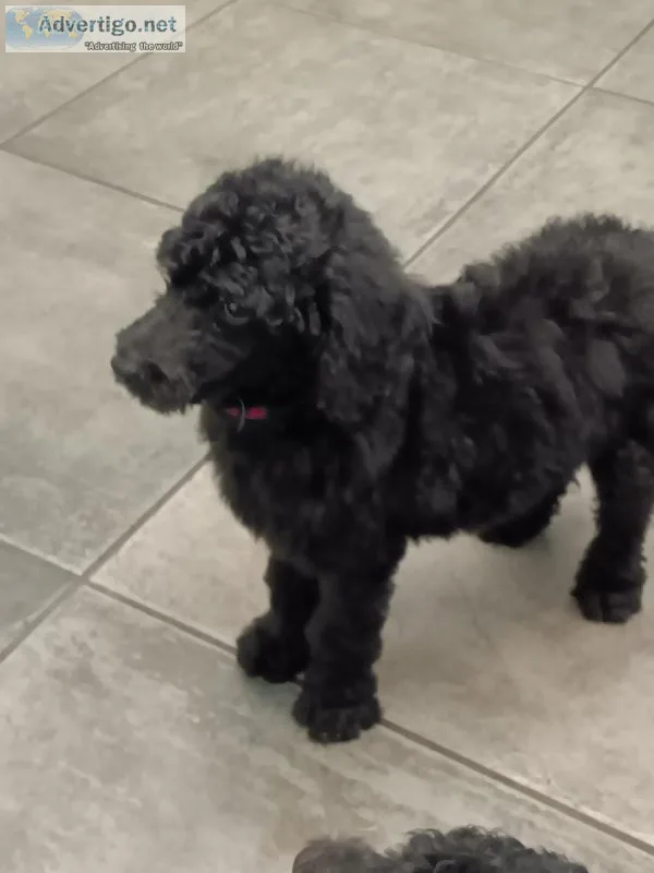 Standard poodle puppies
