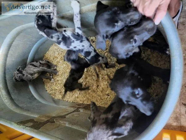 Catahoula husky mix pups