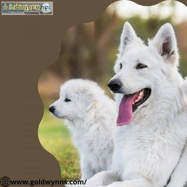 Are you looking for an English Golden retriever Apply at Goldwyn