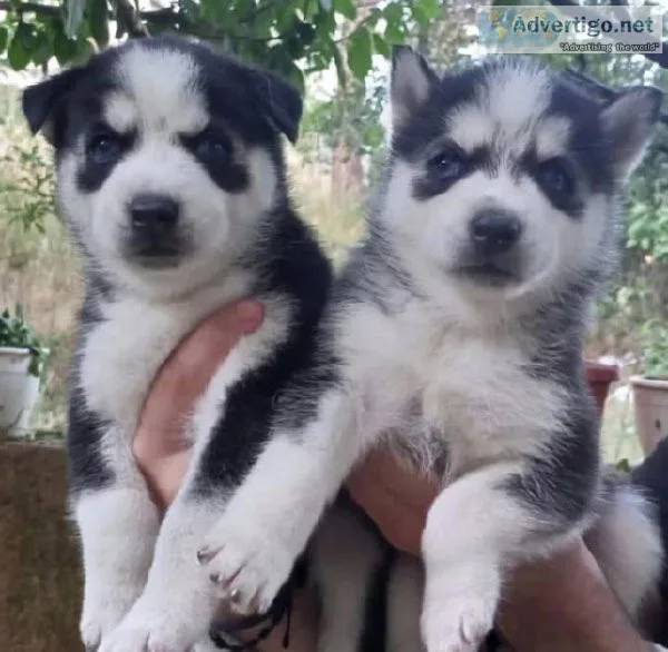 Husky puppies for adoption