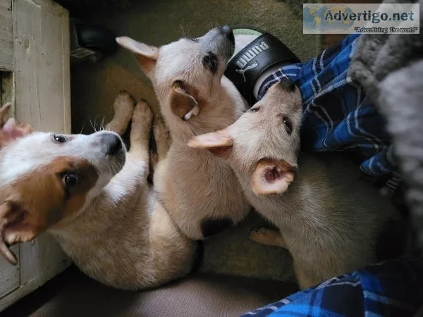 Red heelers