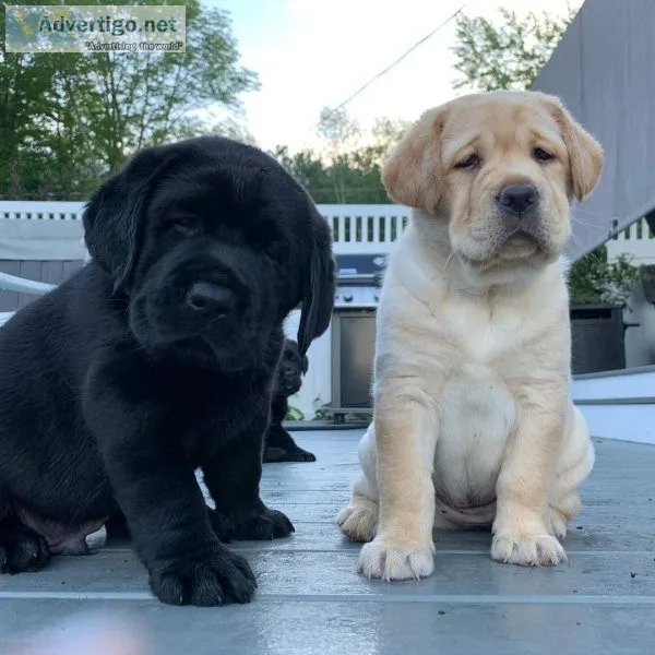 AKC Reg labrador Retriever Puppies For New Homes