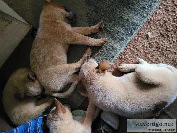 Red heelers