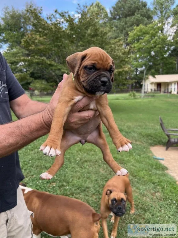 Boxer puppies
