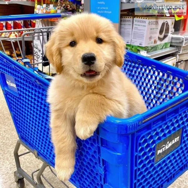 Absolute Gorgeous Yellow Golden Retriever Puppies.