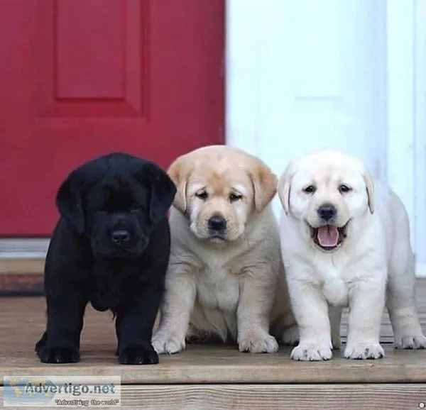 labrador Retriever Puppies (Price Reduced)