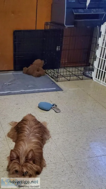 YorkiePom