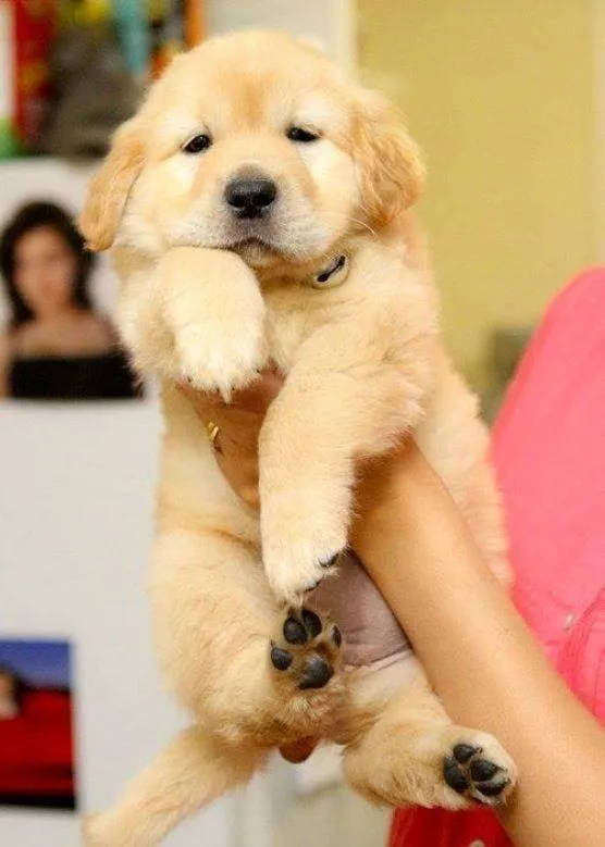 Golden retriever puppies available for good loving families