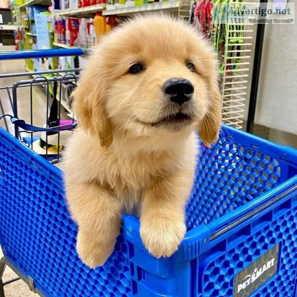 Destiny s  Golden Retriever Puppies For Sale
