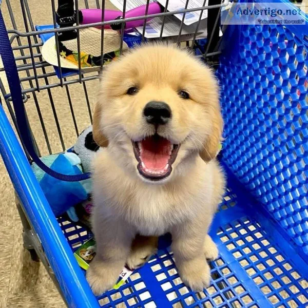 wonderful golden retriever puppies
