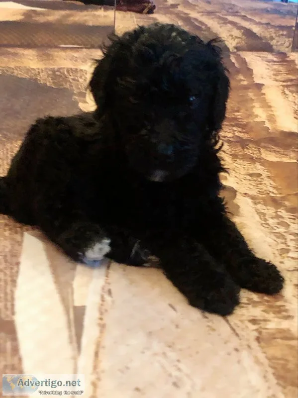 Standard Poodle Puppies