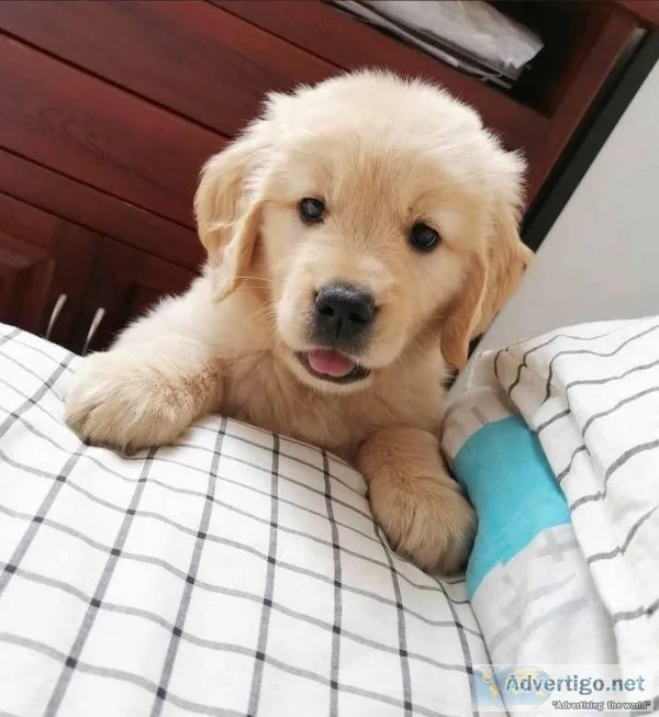 Healthy  Golden Retriever Puppies For Sale