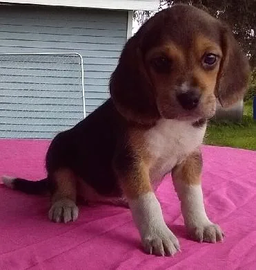 CKC registable Beagle pups