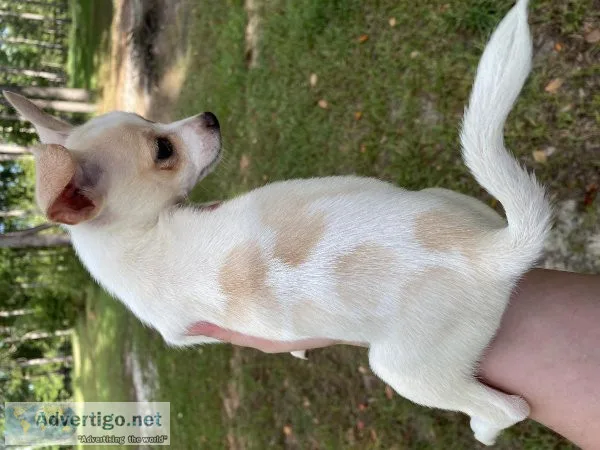 Chihuahua male puppy