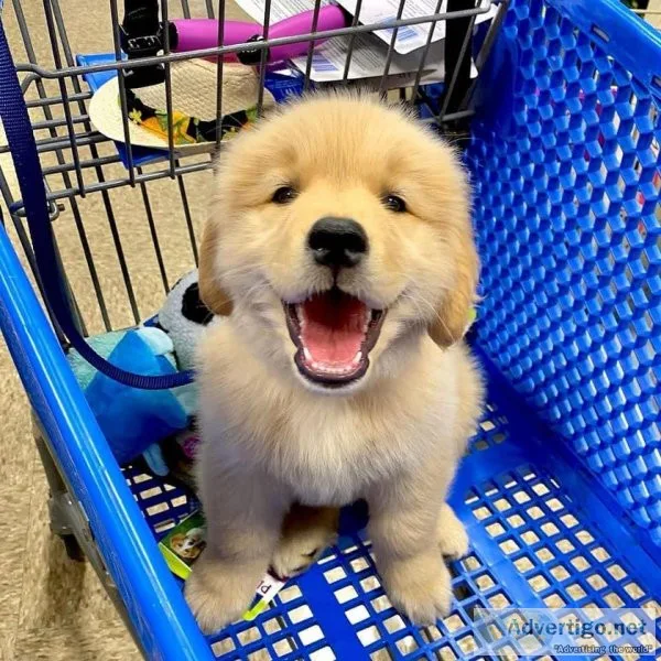 Golden Retriever PUPPIES