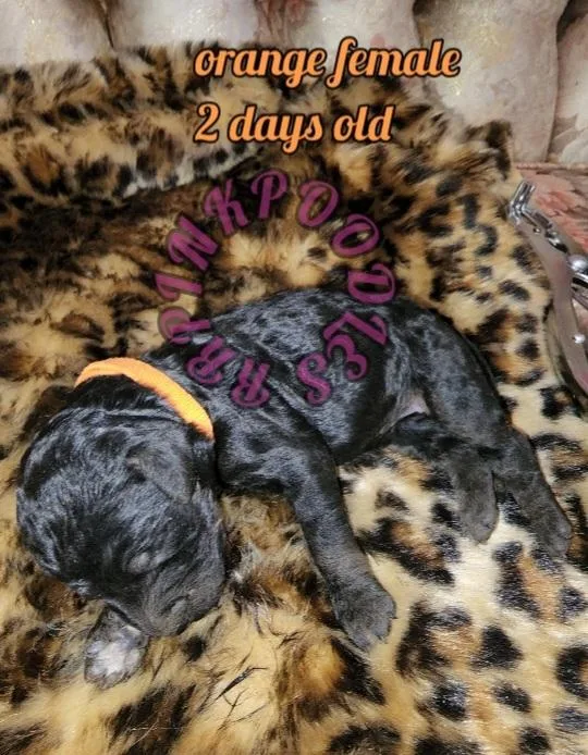 Standard poodle puppies