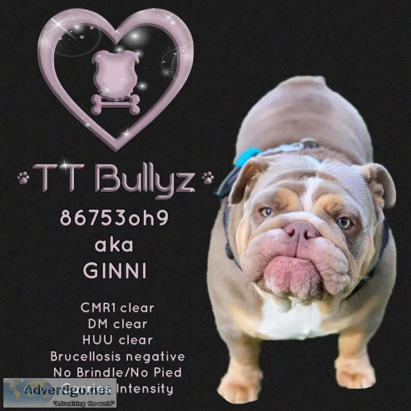 AKC English Bulldog Puppies
