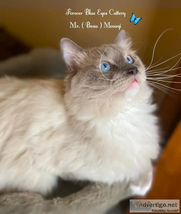 Ragdoll kittens