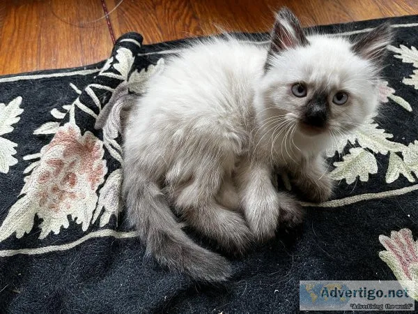 Balinese Siamese Kittens