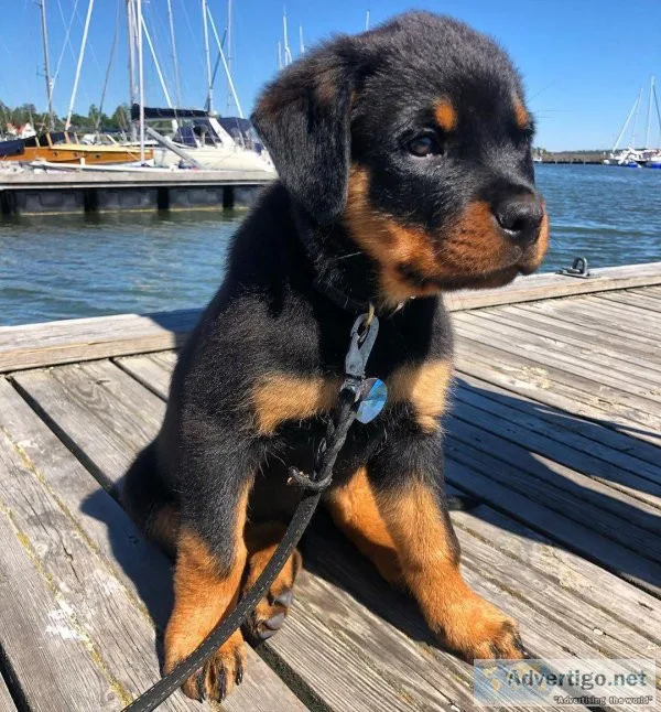 Rottweiler Puppies ready to go