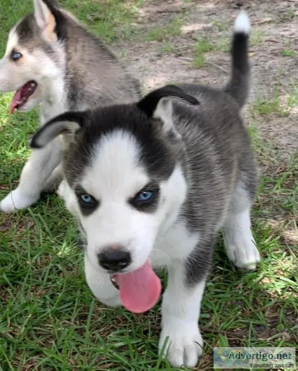 Available husky puppies