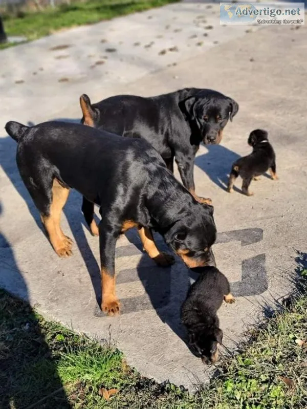 Rottweiler Puppies For Adoption