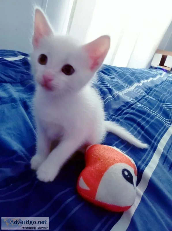 Turkish AngoraSiamese Kittens