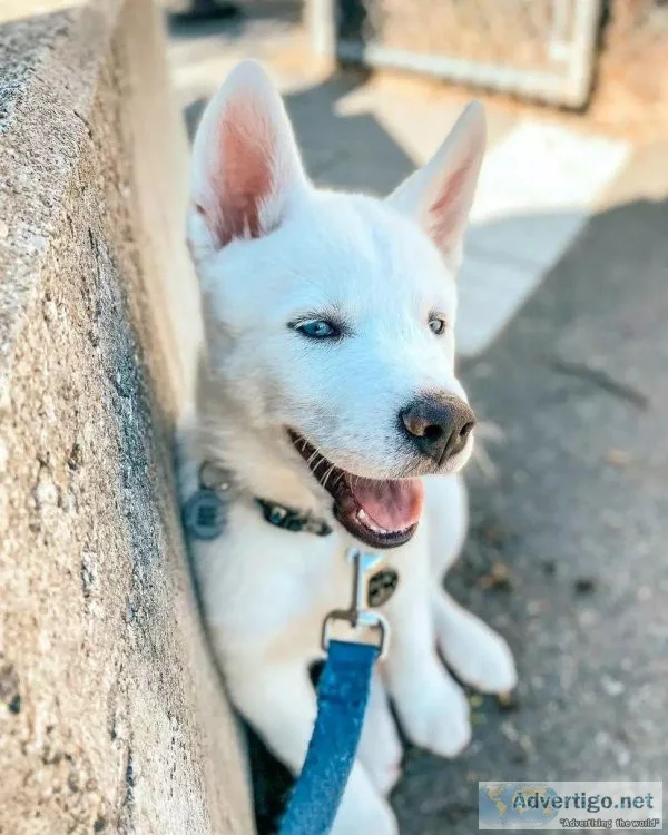 Husky puppies for adoption