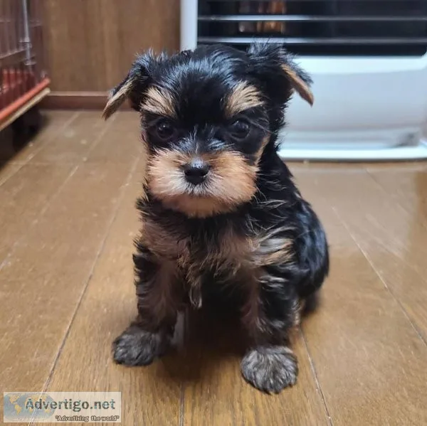Yorkshire Terrier Puppy