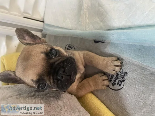 Frenchies