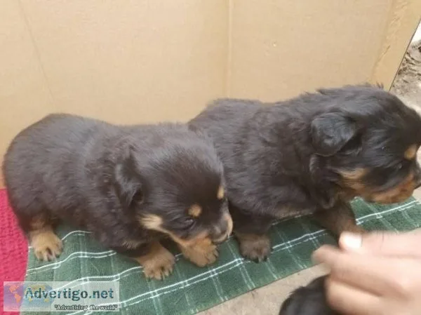 Rottweiler Puppies