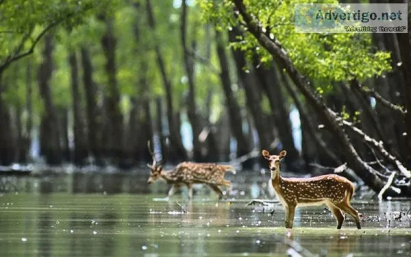 Best sundarbans tour packages