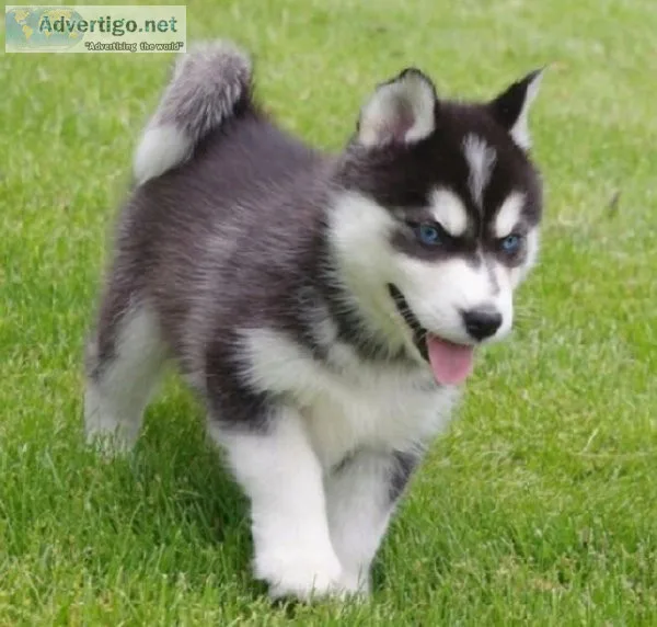 Husky puppies