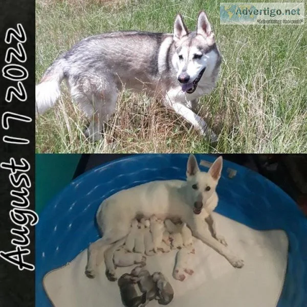 German Shepherd Puppies AKC with Health guarantee