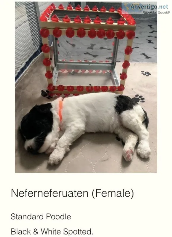 Standard Poodle puppies available