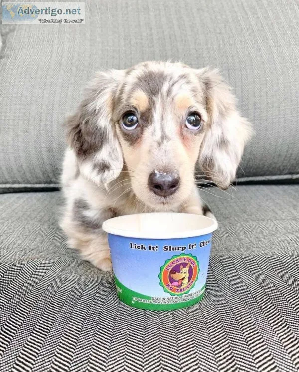 Long-Hair Dachshund Puppies