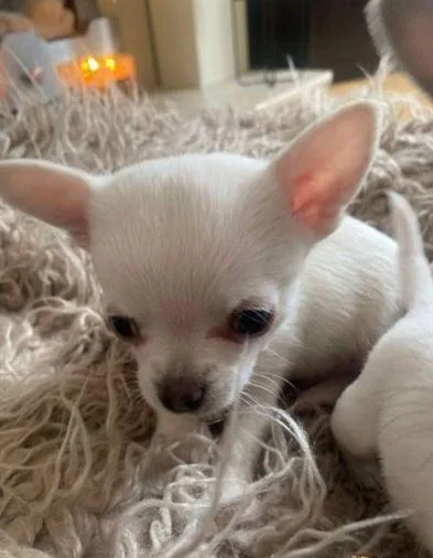 tea cup chihuahua pups.
