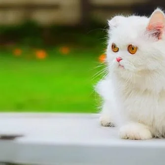 Kitten Price in Delhi