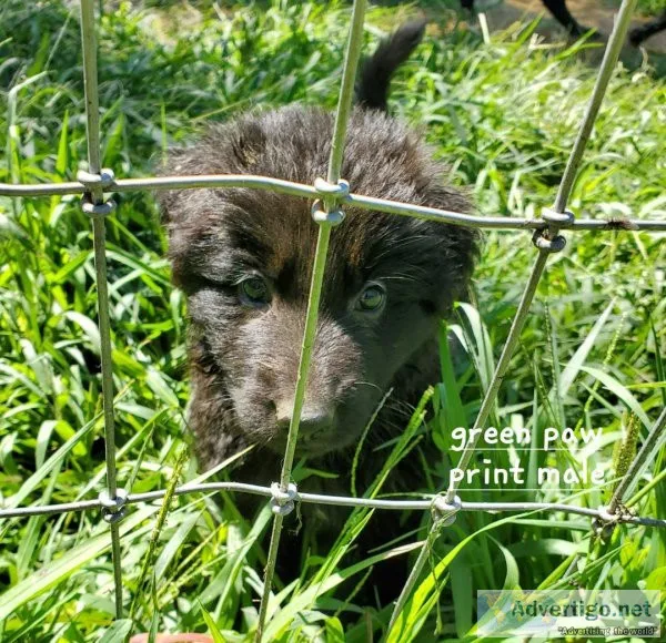 German Shepherd Solid Black
