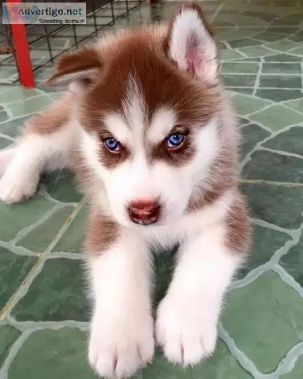 We have three husky puppies for adoption