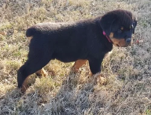 Rottweiler Puppy Now Ready For Sale