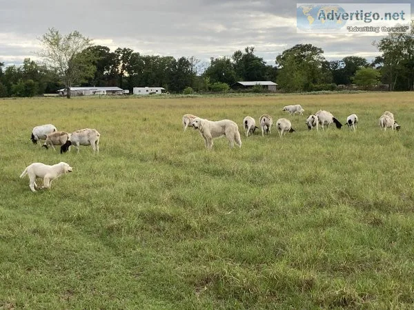 Great Pyrenees