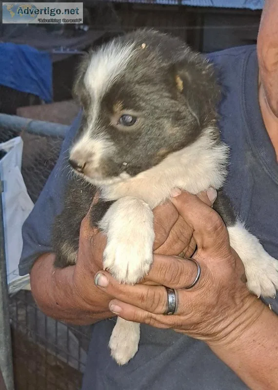 12 mini aussie  12 border collie