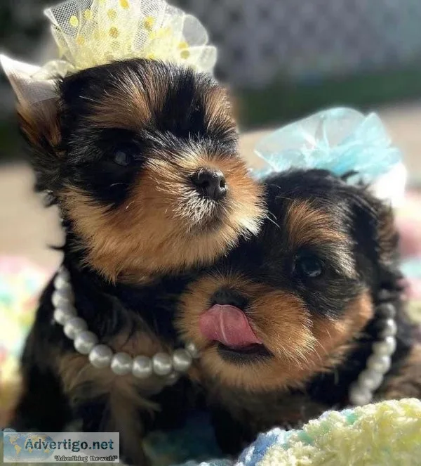 Two Lovely Yorkie puppies Needs a New Family