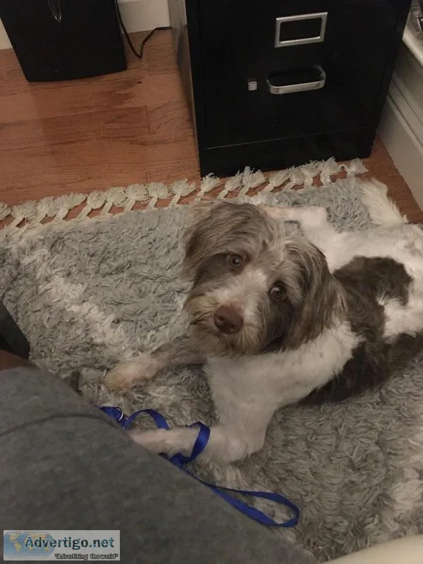 Cali needs a home